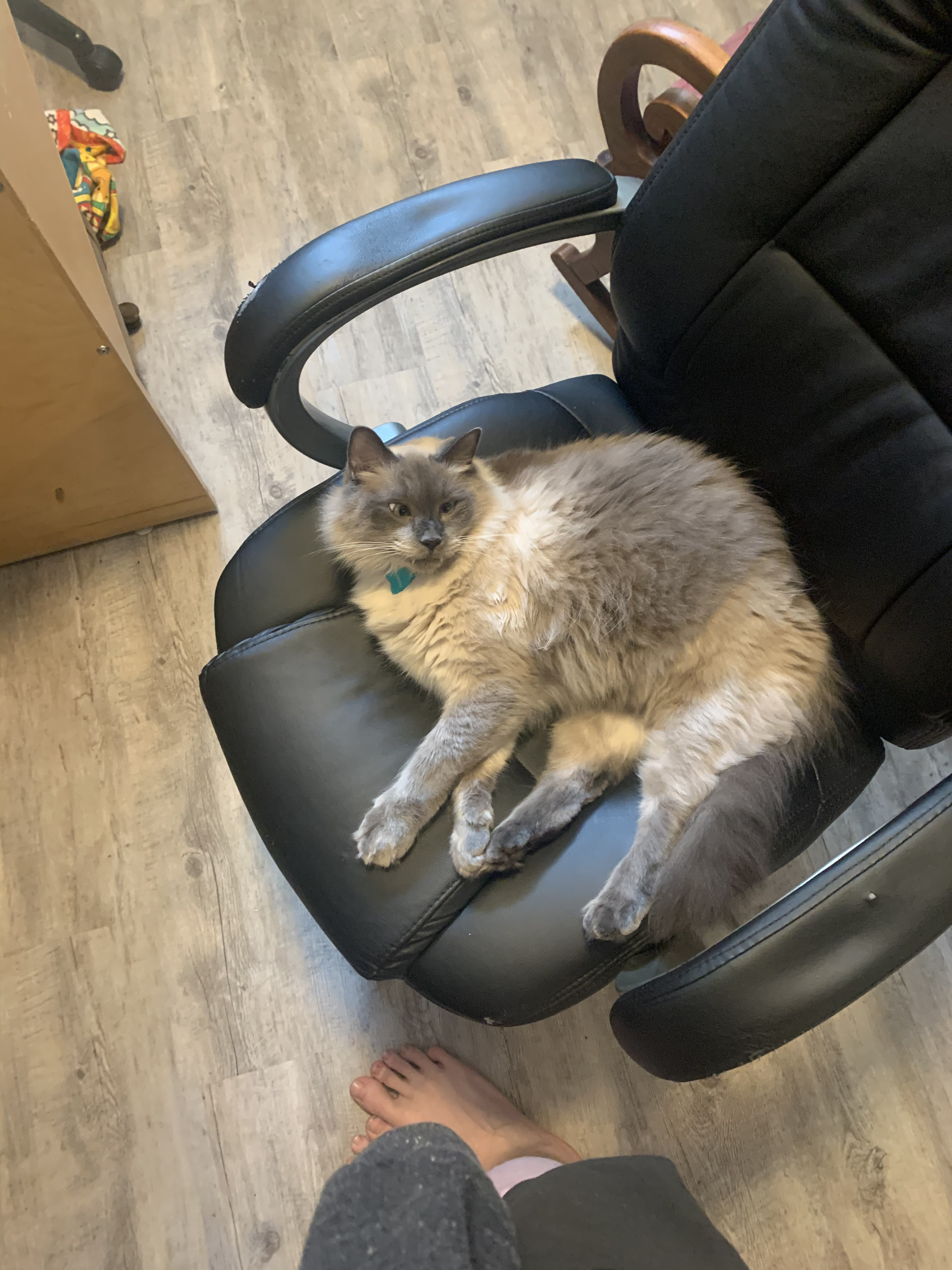 Reikou at Johnsons place